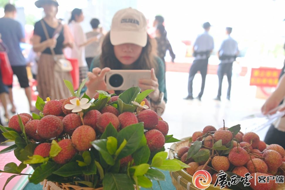 广西三地荔枝文化旅游活动精彩纷呈