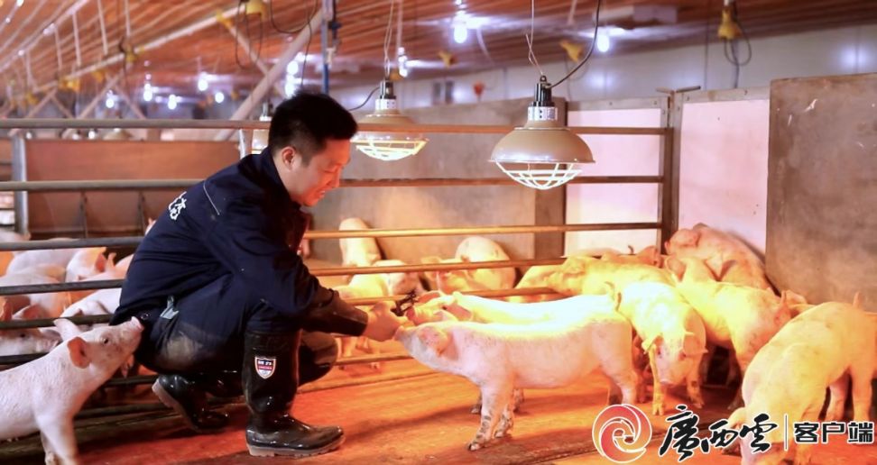 “智慧养猪”开启乡村振兴致富门